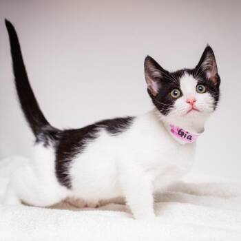 Domestic Short Hair Cats Available for Adoption in Hattiesburg, Mississippi - Gia | PetCurious