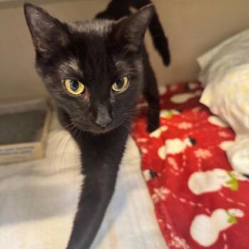 Celeste -  Domestic Short Hair Cat for Adoption in Wheeling, Illinois - Celeste | PetCurious