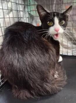 MARCO -  Domestic Short Hair Cat for Adoption in Fort Myers, Florida - MARCO | PetCurious