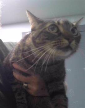 KITTY -  Domestic Short Hair Cat for Adoption in Tallahassee, Florida - KITTY | PetCurious