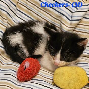 Checkers -  Domestic Short Hair Cat for Adoption in Westminster, California - Checkers | PetCurious