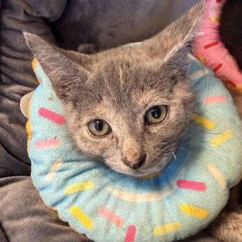 Papaya -  Domestic Short Hair Cat for Adoption in Wilmington, Delaware - Papaya | PetCurious