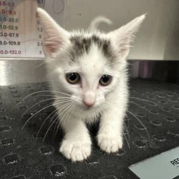 Domestic Short Hair Cats Available for Adoption in League City, Texas - Britney | PetCurious