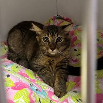 Machali -  Domestic Short Hair Cat for Adoption in Folsom, Louisiana - Machali | PetCurious