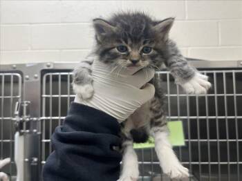 BEACH BALL -  Domestic Medium Hair Cat for Adoption in Santa Fe, New Mexico - BEACH BALL | PetCurious
