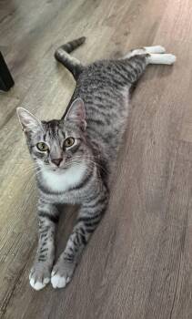 Raider -  Domestic Short Hair Cat for Adoption in Ripon, California - Raider | PetCurious