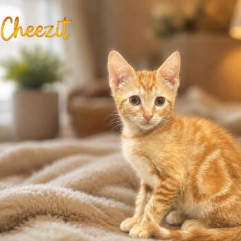 Cheez-It -  Domestic Short Hair Cat for Adoption in Inman, South Carolina - Cheez-It | PetCurious