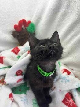 Rescue Domestic Short Hair Cats for Adoption in Tavares, Florida - Boo | PetCurious