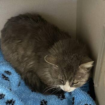 Tomas -  Domestic Long Hair Cat for Adoption in Pagosa Springs, Colorado - Tomas | PetCurious