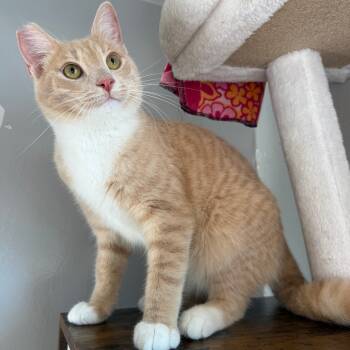 Rescue Domestic Short Hair Cats for Adoption in Los Angeles, California - Salmon | PetCurious