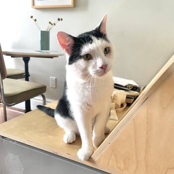 Samwise -  Domestic Short Hair Cat for Adoption - Samwise | PetCurious