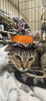 Rescue Domestic Short Hair Cats for Adoption in Tampa, Florida - Nancy Drew | PetCurious