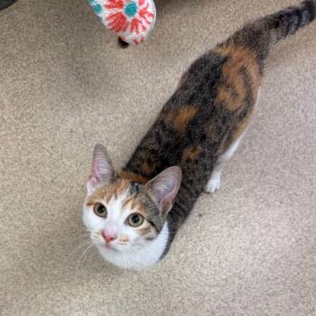 Domestic Short Hair Cats Available for Adoption in Naperville, Illinois - Houdini | PetCurious