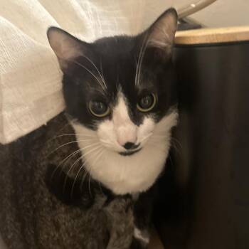 Domestic Short Hair Cats Available for Adoption in Austin, Texas - Acceptable Worm | PetCurious