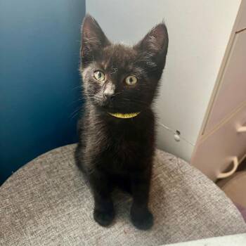 Domestic Short Hair Cats Available for Adoption in Urbandale, Iowa - Jessie | PetCurious