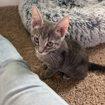 Hopper -  Domestic Short Hair Cat for Adoption in Jarrettsville, Maryland - Hopper | PetCurious