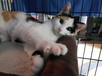 Rescue Calico Cats for Adoption in Erwin, Tennessee - Sweet Pea | PetCurious