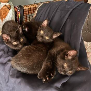 Domestic Short Hair Cats Available for Adoption in Rochester, Minnesota - Hammella | PetCurious