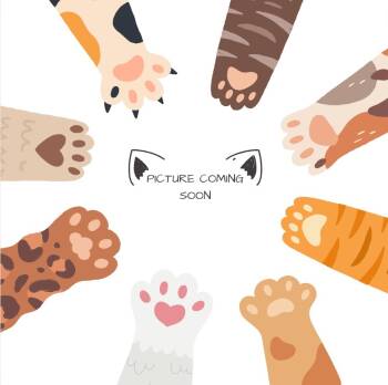 Rescue Domestic Short Hair Cats for Adoption in South Bend, Indiana - Gomez | PetCurious