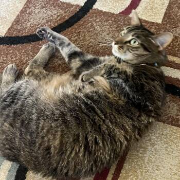 Rescue Tabby Cats for Adoption in Sacramento, California - Cinnamon K. | PetCurious