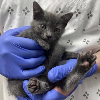 Mayday -  Domestic Short Hair Cat for Adoption in Lakewood, California - Mayday | PetCurious