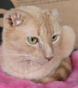 Domestic Short Hair Cats Available for Adoption - Drifty Bear | PetCurious