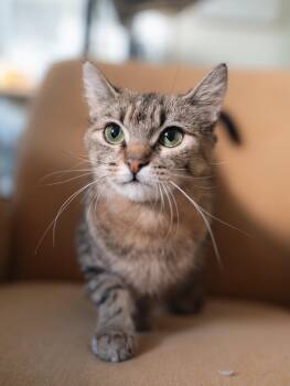 Domestic Short Hair and Tabby Cats Available for Adoption in New York, New York - Felicity  | PetCurious