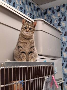 Mustang Sally -  Domestic Short Hair Cat for Adoption in St. Peters, Missouri - Mustang Sally | PetCurious
