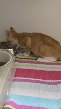 MISCHIEF -  Domestic Short Hair Cat for Adoption in Texas City, Texas - MISCHIEF | PetCurious