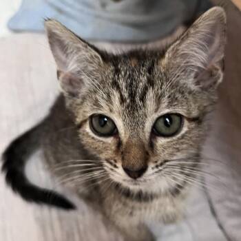 Peanut Butter Dot -  Domestic Short Hair Cat for Adoption in Durham, North Carolina - Peanut Butter Dot | PetCurious