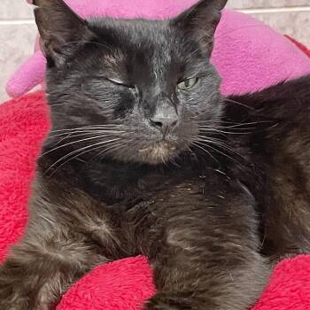 Binx -  American Shorthair Cat Available for Adoption in North Kingstown, Rhode Island - Binx | PetCurious
