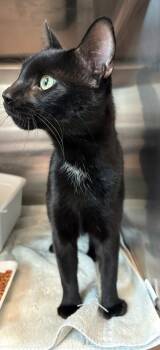 Ninja -  Domestic Short Hair Cat for Adoption in Savannah, Georgia - Ninja | PetCurious