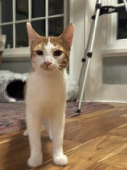 Apollo -  Tabby Cat for Adoption in Woodinville, Washington - Apollo | PetCurious