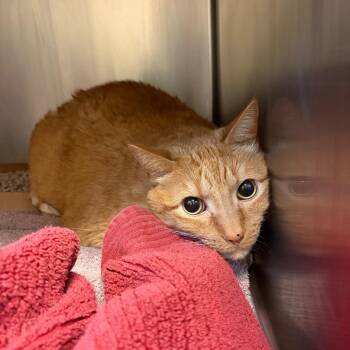 Mr. Scooter -  Domestic Short Hair Cat for Adoption in Council Bluffs, Iowa - Mr. Scooter | PetCurious