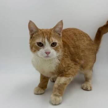 Domestic Short Hair Cats Available for Adoption - Mallard | PetCurious