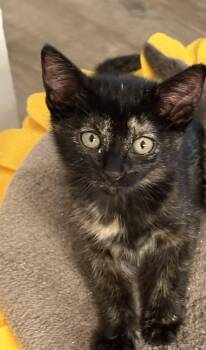 La Toya -  Domestic Short Hair and Tortoiseshell Cat Available for Adoption in Milton, Georgia - La Toya | PetCurious