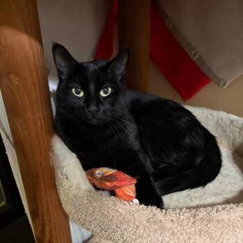 Midnight C12889 -  Domestic Short Hair Cat for Adoption - Midnight C12889 | PetCurious