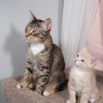 Domestic Short Hair Cats Available for Adoption in Port Richey, Florida - Carrot | PetCurious