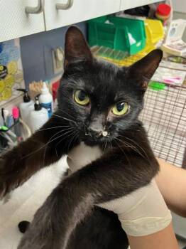 Domestic Short Hair Cats Available for Adoption in Jacksonville, Florida - JANE | PetCurious