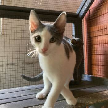 Rescue Domestic Short Hair Cats for Adoption in Los Angeles, California - Big Bear | PetCurious