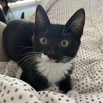 Franklin -  Tuxedo and Domestic Short Hair Cat for Adoption in Columbia, South Carolina - Franklin | PetCurious