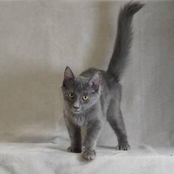 Teddy -  Domestic Medium Hair Cat for Adoption in Sunnyvale, California - Teddy | PetCurious