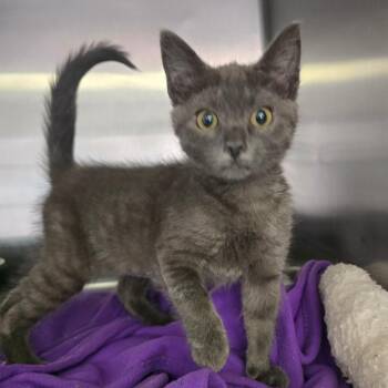 Willa -  Domestic Short Hair Cat for Adoption in Spokane, Washington - Willa | PetCurious