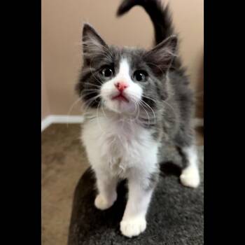 Domestic Short Hair Cats Available for Adoption in Midland, Texas - Payday | PetCurious