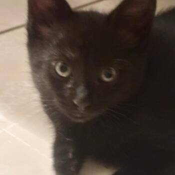 Terry* -  Domestic Medium Hair Cat for Adoption in San Gabriel, California - Terry* | PetCurious