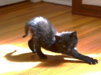Gemini  -  Domestic Short Hair Cat Available for Adoption in South Orange Village, New Jersey - Gemini  | PetCurious