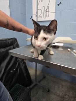 Groceries -  Domestic Short Hair Cat for Adoption in Evansville, Indiana - Groceries | PetCurious