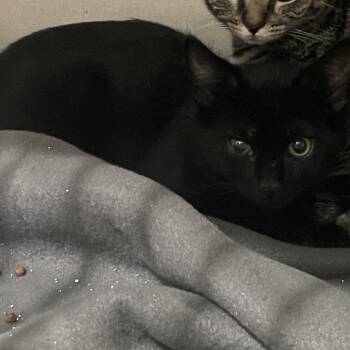 Bert -  Domestic Short Hair Cat for Adoption in Fairmont, West Virginia - Bert | PetCurious