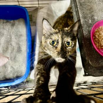 Tortoiseshell Cats Available for Adoption - Dr. Peanut | PetCurious
