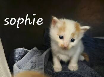 Domestic Short Hair Cats Available for Adoption in Chalfont, Pennsylvania - Sophie | PetCurious